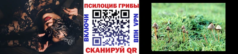 Купить  Баксан  Псилоцибиновые грибы Psilocybe 